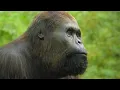 Prehistoric Planet Ice Age 2025 - Gigantopithecus Kong Screen Time