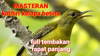 masteran korlap betina full tembakan rapat panjang bagus buat masteran dan pancingan kolibrikelapa