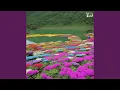Download Lagu CUKUP SUDAH AKU KAU SAKITI