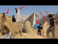 Download Lagu “Nomadic Life Documentary, Zahra’s Family and Buying Straw for the Hard Winter”