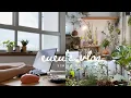 Download Lagu Simple everyday life: Slow Living in 3-Room HDB, Pinduoduo Haul, Cute Little Plant Shop, MUJI Buys