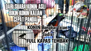 masteran konin isian kapas tembak konin gacor 2021