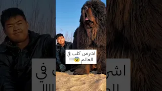 اشرس انواع الكلاب حتى في بعض الاحيان يتم سجنهم 
