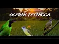 Download Lagu tembakan suara alam cucak ijo vs kapastembak vs cucak jenggot