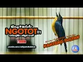 Download Lagu Kicau Tledekan GUnung Jawara DUrasi Panjang