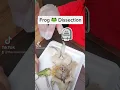Homeschool Frog Unit Study