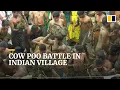 Download Lagu Massive cow dung fight marks end of Diwali festival in Indian village