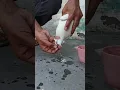 Download Lagu pot jaam ka ilaaj 100% result 👍❤️💊🕊️ subscribe now ❤️ #pigeon #kabootar #lakwa #shortvideo #shorts