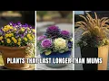 Download Lagu Don't Stop Planting! 7 Must-Have Fall Container Plants That Outshine Mums