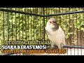 Lagu kenari gacor panjang Cuit Cuit EMOSI, Pancingan Kenari Paud Belajar Bunyi, terapi AMPUH Kenari MACET