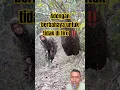 Download Lagu di pantau dulu baru di eksekusi #madu #panenmadu #shorts