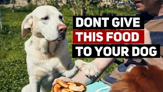 Foods You Should Never Feed Your Dog (And Why)