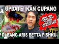 Lagu UPDATE IKAN CUPANG DI BANG ARIS BETTA FISHKU
