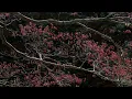 Dvorak : Cypresses for String Quartet  -  XII. You Ask Why My Songs