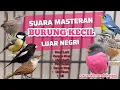 Download Lagu MASTERAN BURCIL LUAR NEGRI ! Burung masteran, burung kecil luar negeri