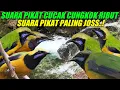 Lagu Suara pikat cucak cungkok ribut - Suara pikat cucak cungkok paling joss