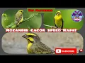 Download Lagu Top Mastering MOZAMBIK gacor cengkok mewah speed rapat audio 💯 jernih