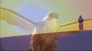 شيلة يا ونت ن ونيتها العصر يا عيد 