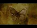 Andrea Vanzo - The Butterfly (Slowed + Birds) (Official Visualizer)