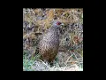 Download Lagu Female Kalij pheasant #himalayanwildlife