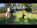 Download Lagu Humans are amazed by the cats' behaviour during a walk to the lake