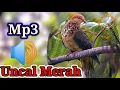 Download Lagu Suara burung Uncal Merah Mp3 Memanggil