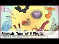 Animals Tour of 9 Phyla