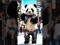 Download Lagu Panda Can’t Stop Dancing! #shorts #funny #panda