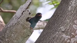 masteran tengkek jeda 5 menit