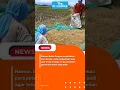 Download Lagu Badan pangan nasional cabut ketentuan harga batas atas pembelian gabah atau beras