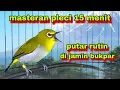 Download Lagu 15 menit‼️Burung Pleci Bustomi Gacor Suara Ngalas || Bikin Pleci Lain Gacor