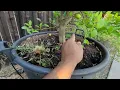 The Mexican Key Lime Tree Grows Fast But Hates The Extreme Cold