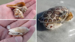 Let s find some shells Low tide beach walk on Sanibel Island
