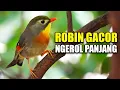 Download Lagu KICAUAN SUARA BURUNG ROBIN GACOR NGEROL PANJANG DI KANDANG AVIARY SEDERHANA