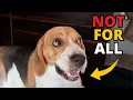 Why Beagles are the Worst Dogs