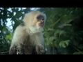 Katy Perry - Roar: Queen of the Jungle (Music Video Trailer)