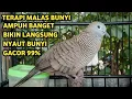 Lagu Perkutut Lokal Gacor Suara Super Kristal - Pancingan Malas Bunyi  (99%AMPUH BANGET)