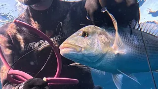 SİNARİT AVI Dentex Zıpkınlabalıkavı Fishing Spearfishing Gopro Carpfishing 