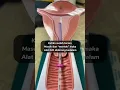 Download Lagu CARA MEMASUKAN KB IUD KEDALAM RAHIM!! | KB SPIRAL DALAM RAHIM! #kb #kbiud #tipskbiud #kbspiral