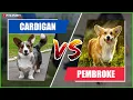 The Cardigan Welsh Corgi vs Pembroke Compare the breeds and find out which is better