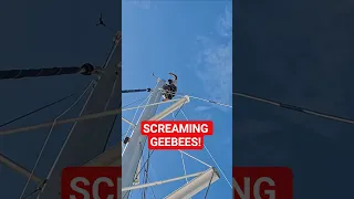 SCREAMING GEEBEES!