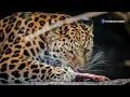 Interesting Facts about Amur Leopards