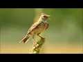 Download Lagu Ciocarlie de camp cantand, Singing Skylark, Alauda arvensis song