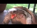 Download Lagu Funny Turtle Panting meme