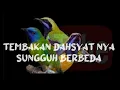 Lagu cucak Kinoy \u0026 cungkok mix masteran Murai batu .#masteranburung #muraibatu #cungkokgacor #kicaumania