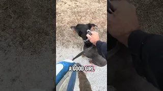 ￼ #fyp #dream #youtube #doberman #pets