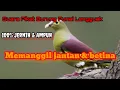 Download Lagu suara pikat burung punai lengguak / burung punai kacamata #pikat #burung