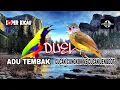 Download Lagu Adu Tembak || Duel suara burung cucak cungkok versus cucak jenggot