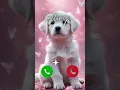 Download Lagu Cute Doggo Calling 😮 #ringtone #dog #youtubeshorts #ytshorts #shorts