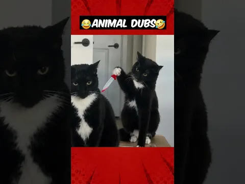 முதுகுல குத்த முப்பது பேரு‼️😭😂😜 #magnetbytes #funnydubbing #animalfunny #don #godfather #cat
